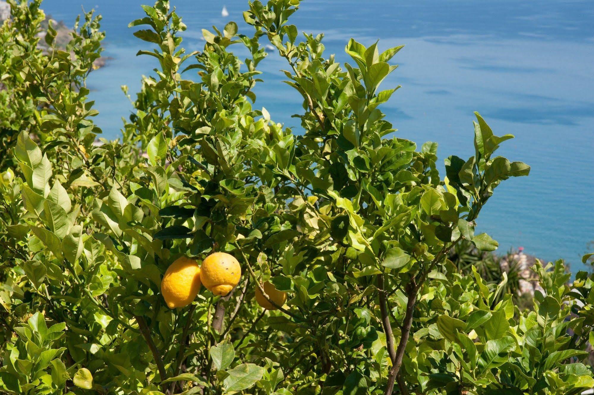 Le Terrazze Appartamenti Vacanze Sanremo Exteriér fotografie